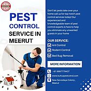 Best Pest Control Service in Meerut by Kuttus Pest Control