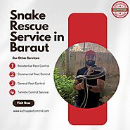 Snake Rescue Service in Baraut by Kuttus Pest Control