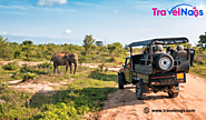 Exploring The Enchanting World Of Jungle Safari In India