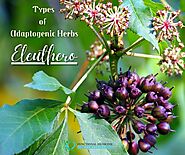Types of Adaptogenic Herbs PART ONE- ELEUTHERO