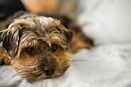 List of 50+ Small dog names for male dog