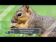 Cridder Ridder in Kansas City and Overland Park