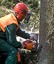 Tree Removal in Conroe, TX