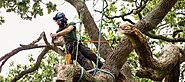 Tree Removal in Conroe, TX