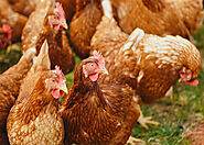 Chicken breeds - Farm Agrico Agriculture Farm