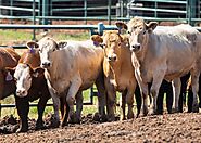 Cattle auctions - Farm Agrico Agriculture Farm