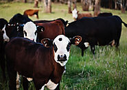 Cattle for sale - Farm Agrico Agriculture Farm
