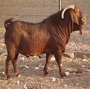Goat for sale - Farm Agrico Agriculture Farm