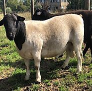 Sheep for sale - Farm Agrico Agriculture Farm