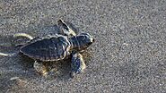 Baby Turtles Hatching