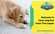 Methods To Clean Dog Pee From The Carpet | Alien Steamers