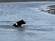 Bear Viewing Report – 26th August 2024 | Bear Viewing in Alaska