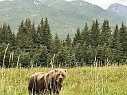 Bear Viewing Report – 22nd Aug 2024 | Bear Viewing in Alaska