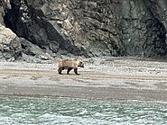 10 Pro Tips for Capturing Breathtaking Bear Photos in Alaska