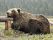 Alaska’s Best Bear Viewing Tour Companies: A Comprehensive Review