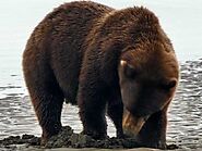 Best Time for Bear Viewing in Alaska: “Alaska’s Peak Bear-Viewing Seasons