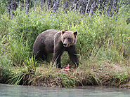 Respectful Wildlife Viewing in Alaska: Do's & Don'ts | Bear Viewing in Alaska