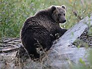 Understanding Alaska’s Black Bears: Essential Information!