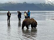 Meet Alaska's Majestic Bears: An In-Depth Guide | Bear Viewing in Alaska
