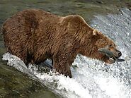 Why Brooks Falls is Alaska’s Premier Spot for Bear Viewing
