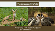 The Language of the Wild: Unraveling Animal Communication