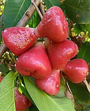 Rose Apple