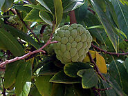 Custard Apple