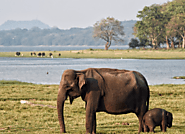 Elephants of Minneriya National Park