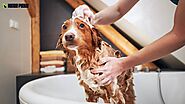 2. Bathe Your Dog With the Right Shampoo