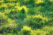 How to Deal With Weeds in Lawn? | Lawngevity Landscaping