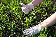When is the Best Time to Fertilize your Lawn | Lawngevity Landscaping