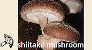 Crazy Ideas About Shiitake mushroom You Would Like To try Again