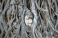 Ayutthaya: Buddha head in tree roots