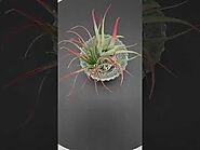 Air Plant Elegant Crystal Glass Beautiful