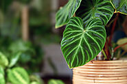 Elevate Your Home with Healthy Plants for Sale in the USA