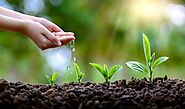 Best Time of Day to Water Your Plants