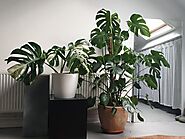 Discover Rare Exotic Plants for Sale in the USA: A Unique Collection for Plant Enthusiasts - Discover Rare and Health...