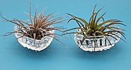 Air Plants Care Guide: Master Tillandsia Maintenance | Expert Tips – Starlight Nursery