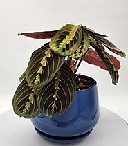 Red Prayer Plant & Sapphire Planter: The Ultimate Indoor Plant Duo