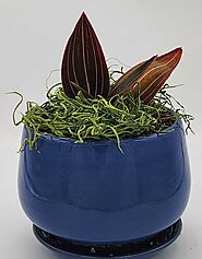 Exquisite Black Jewel Orchid with Stunning Planter