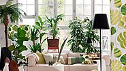 Rare Indoor Jungle: Transform Your Space with Exotic Plants