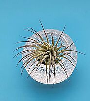 Beautifully Crafted Glass Sphere Plant Holder with Air Plant