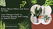 Indoor House Plants and Trees for Sale: Your Ultimate Guide to Choosing, Buying, and Caring