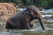 Asian Elephants