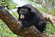 Asiatic Black Bear