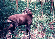 Saola