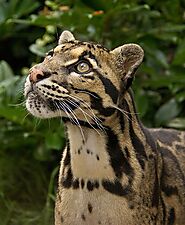 Clouded Leopard