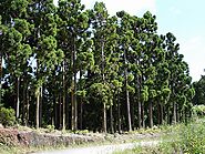 Japanese Red Cedar