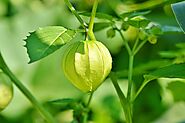 Cape Gooseberry Plant