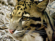 Clouded Leopard